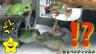 餌を取り合う２匹のアマガエル（ねずみ VS 茶さん）/Japanese tree frog competing for food