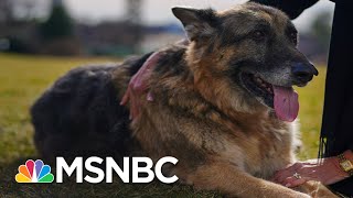 Right-Wing Newsmax Host Greg Kelly Went After Biden's Dog | The 11th Hour | MSNBC
