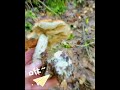 mushroom грибыленобласть