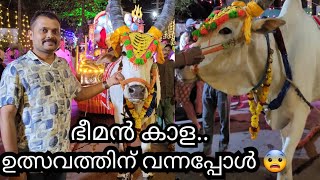 ഇത്രേം വലിയ കാളയെ ഉത്സവ എഴുന്നള്ളിപ്പിന് നിങ്ങൾ കണ്ടിട്ടുണ്ടോ 😨.. Kerala Temple festival.