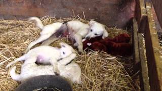 Stella the LGD and her puppies.