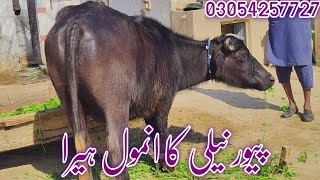 watch piure Nili Ravi buffalo for sale 28.1.2025