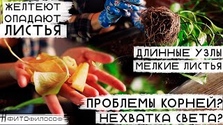 Срочно спасаю ЭПИПРЕМНУМ и ФИЛОДЕНДРОН! Недостаток света у растений? Отпали листья, вытянулись узлы