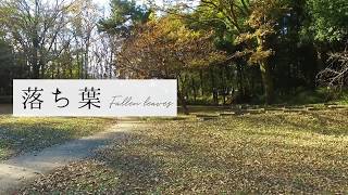 秋の群馬の森 落ち葉を踏む  Fallen leaves