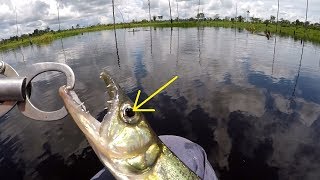 É Por Isso Que Eu Filmo As Pescarias! Veja O Que Tem No Olho Do Peixe.