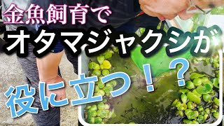 【金魚飼育】和金の稚魚飼育にまさかのオタマジャクシが共生！？