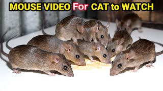 Cat Games - Mice Videos for Cats to Watch | Rat Sound Cat TV for Cats to Watch | Mouse Squeaking