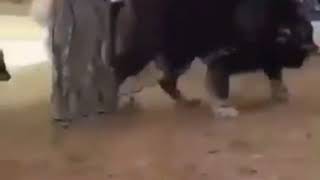 Cerberus in real life