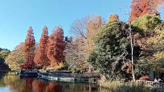 20241201井之頭公園紅葉