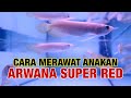 3 CARA MERAWAT ANAKAN ARWANA SUPER RED