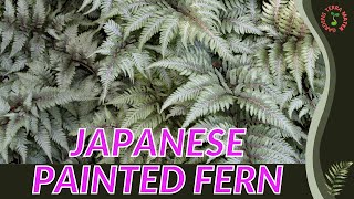 JAPANESE PAINTED FERN Information, Description \u0026 More! (Athyrium niponicum var. pictum)