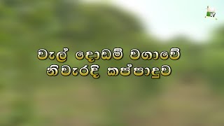 වැල් දොඩම් වගාවේ නිවැරදි 02 කප්පාදුව-Department Of Agriculture Sri lanka Krushi tv channel