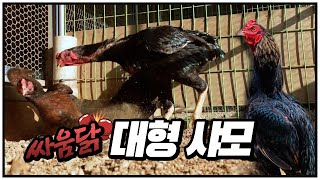 큰 체구, 강렬한 눈빛을 가진 관상닭😎 [대형 샤모, shamo] 근데 #싸움닭 을 곁들인..🥊