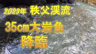 「神回」秩父渓流でヌシ級、現る