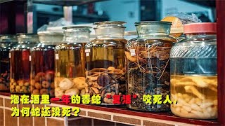 泡在酒里一年的蛇“复活”，开瓶后窜出咬死人，为何蛇还没死？A snake that has been soaked in wine for a year is \