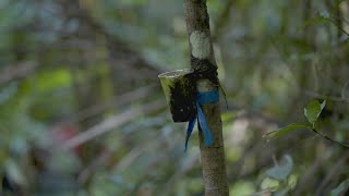 Scientists in Puerto Rico learn how global forests could be impacted by a warmer planet