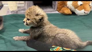 Cheetah Cubs on International Cheetah Day - Cincinnati Zoo