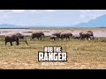 Elephants In Amboseli | Livestream From Zebra Plains | Zebra Plains