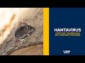What Is Hantavirus? Symptoms, Transmission and Prevention Explained | UC Davis Health