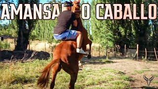 Amansando Caballo -  Jeferson Domando Un Caballo  | Dorhunt