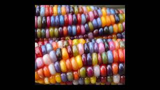 दुनियां का सबसे amazing corn | #ytshorts #facts #viral #viralvideo