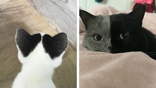 20 Cats With Unique Markings On Their Fur And Paws That Are Totally Adorable