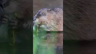 Muskrat Mysteries: Exploring the Secrets of Wetland Wonders