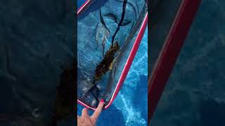 ProTuff Pool Leaf Net Review
