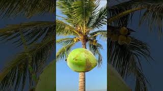 A Big giant coconut fall down look what happened 😦 #shorts #funny