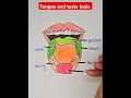 different parts of tongue taste differently tastebud biology tongue shorts