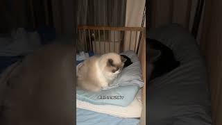 想把猫咪从孩子身边赶走，没想到猫反应那么大… #猫咪带娃 #cat