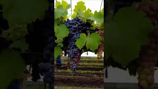 modern large greenhouse, new grape varieties  #farming #grape #greenhouse