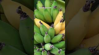 Grocery Store vs Home Grown Bananas: Taste the Real Banana Difference!