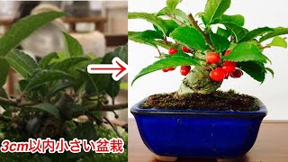 超小さい～！！2㎝以内梅もどき盆栽を作る・やじま園@tane.bonsai