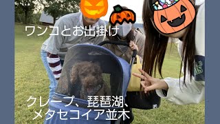 犬とお出掛け☆滋賀県マキノサニービーチ、メタセコイア並木【トイプードルのくう子】