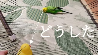 アヒルのおもちゃを見せてみた結果...