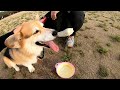 【welsh corgi penbloke】健康いきいきコースを見つけて元気いっぱい歩くコーギー〜my dog ​​took a walk in ishigadani park〜