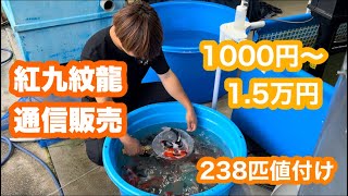 【遼河鯉庵】買い占めた紅九紋龍を格安で大放出します！！