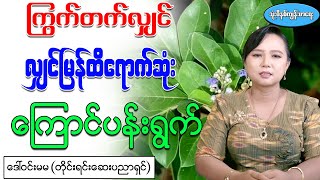 ကြွက်တက်ခြင်းတွက် လျှင်မြန်ထိရောက်ဆုံး ကြောင်ပန်းရွက်