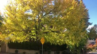 World’s Most Ancient Tree- The Gingko