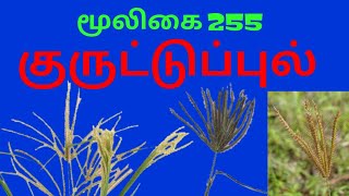 மயில் கொண்டை புல்|குருட்டுப்புல்|chloris barbata|அலசல்|Alasal