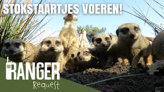 STOKSTAARTJES VOEREN | Ranger Request