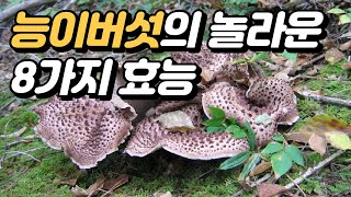 능이버섯의 놀라운 8가지 효능