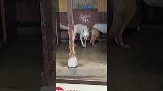 わんわん動物園 ホワイトシェパードのムーランとサルーキのローズ