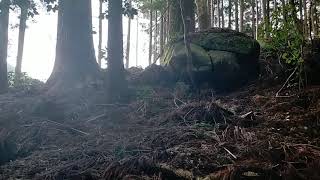 熊野百景 石、樹  石上神社 熊野市