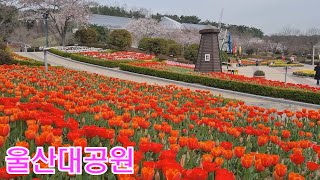 울산 대공원 남문 광장의 튜울립