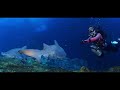 在世界上最大的鯨鯊水族館潛水是一种怎樣体验？what s it like to dive in the world s largest whale shark aquarium