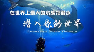 在世界上最大的鯨鯊水族館潛水是一种怎樣体验？What's it like to dive in the world's largest whale shark aquarium?