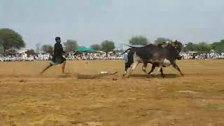 Tara dand at mela saochak dina First position Time 4:29 Bull race #bullrace