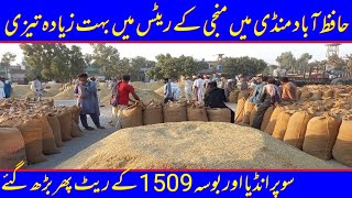 Dan ka Rate/super India price/1509 price in Punjab Galla Mandi Hafizabad#hafizabad #munji #super